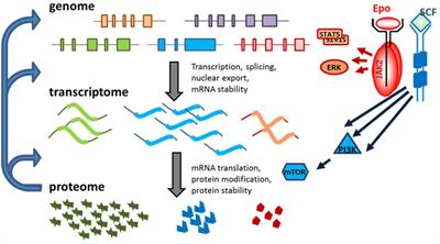 RNA Binding Proteins and Regulation of mRNA Translation in Erythropoiesis